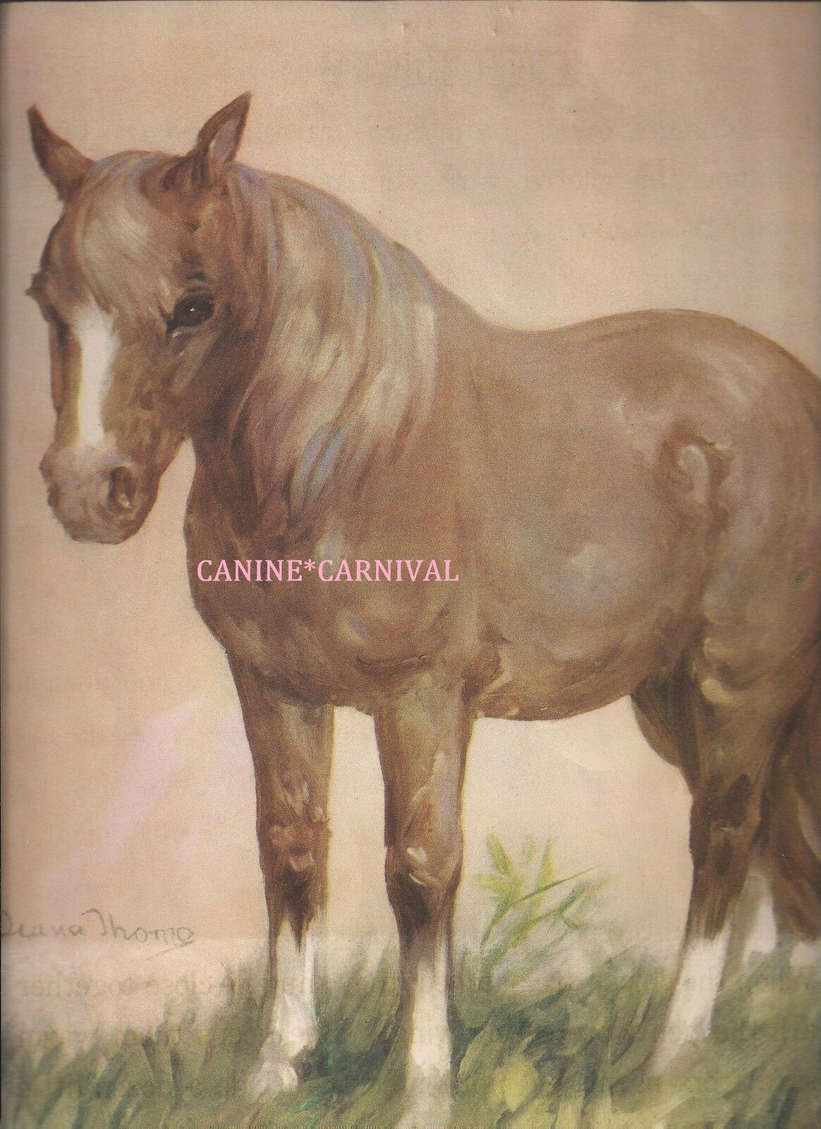 Beautiful Chestnut Brown Shetland Pony Vintage Print 1924 Diana Thorne Color