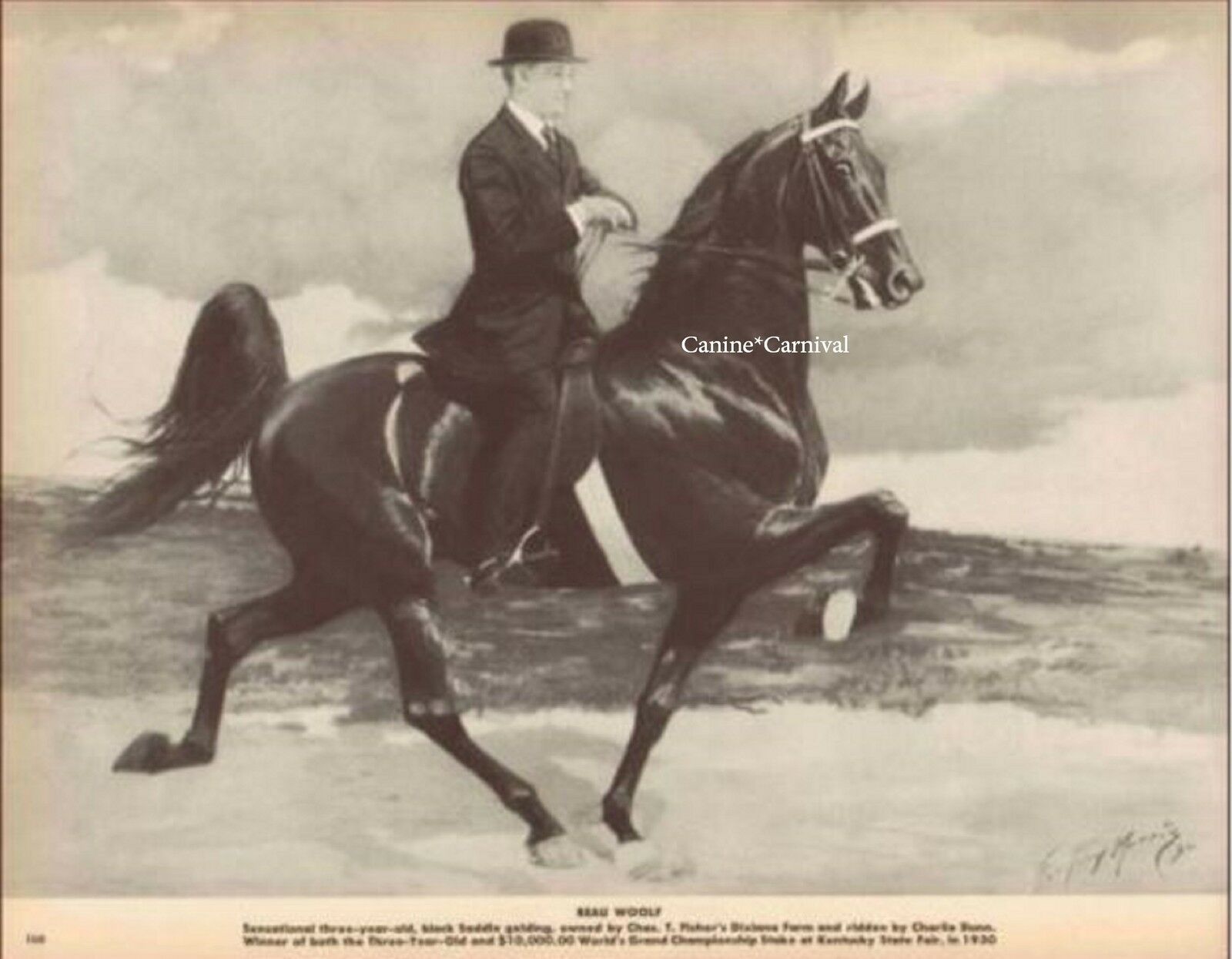 Five Gaited Saddle Horse Champion Beau Woolf - George Ford Morris Art Print 1952
