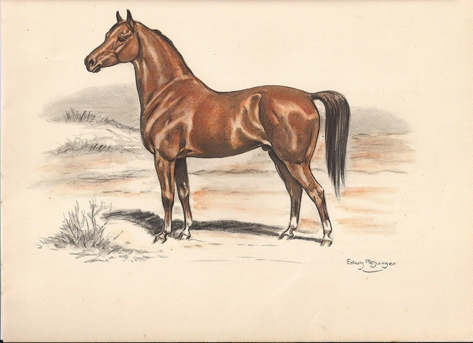 Beautiful Bay Arabian Horse  1947 Vintage Art Print Megargee Edwin